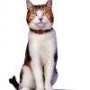 Hills Cat Food Pouches Taurine for Heart Health-4