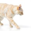 Wellness Cat Food Pouches Protein Rich Complete Nutrition-5
