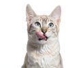 BLUE Tastefuls Purées Wet Cat Food Complement Treats-7