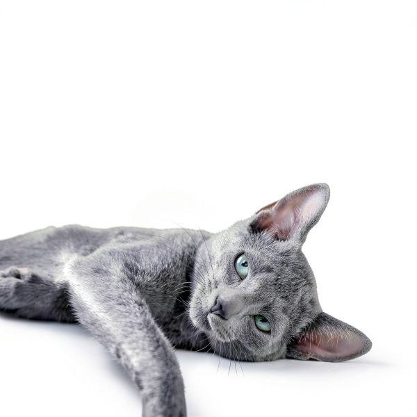 Sheba Perfect Portions Wet Cat Food Cuts in Gravy-3