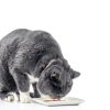 Inaba Churu Bisque Cat Food Pouches Creamy Hydrating Treats-4