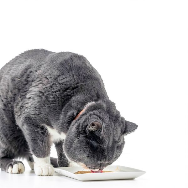 Inaba Churu Bisque Cat Food Pouches Creamy Hydrating Treats-4