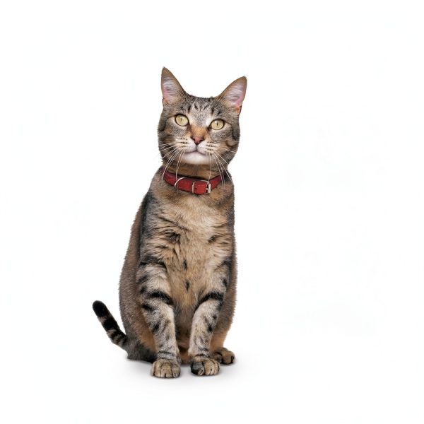 Hills Cat Food Pouches High Protein Adult Cat Stew-3